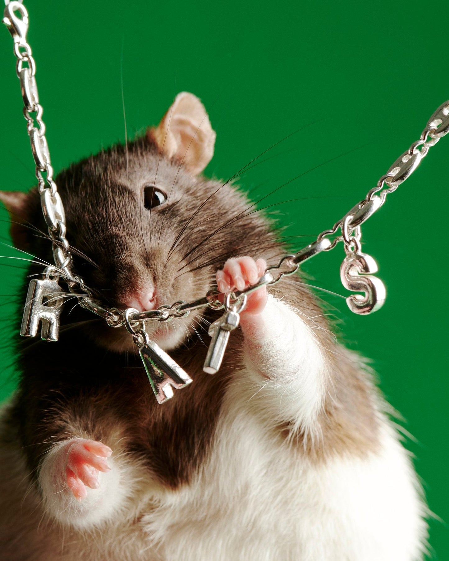 Rats Bracelet - Wholesale